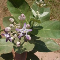 Calotropis gigantea (L.) W.T.Aiton